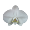 Younghome White Apple