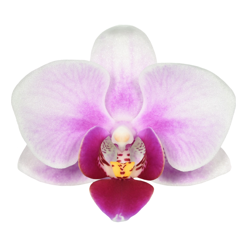 Phal. Younghome Pink Panther