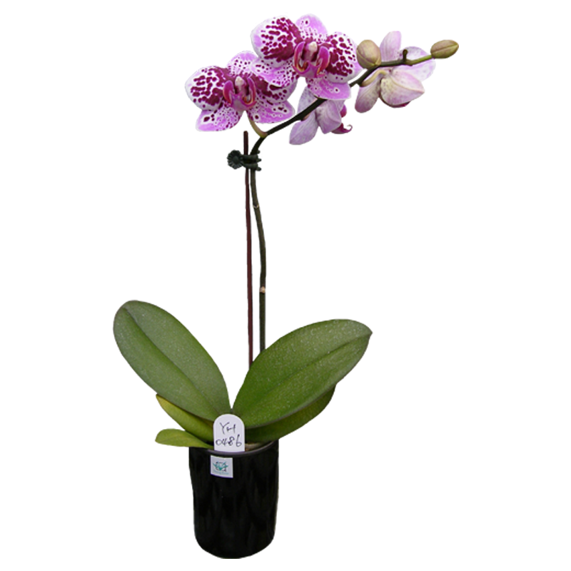 Phal. Younghome Hot Cocoa