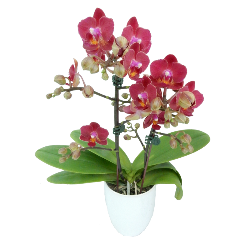 Phal. Younghome Little Vermilion