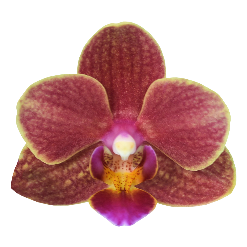 Phal. Younghome Winnie