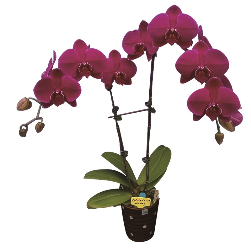 Phal. Lianher Super Red (2E147)