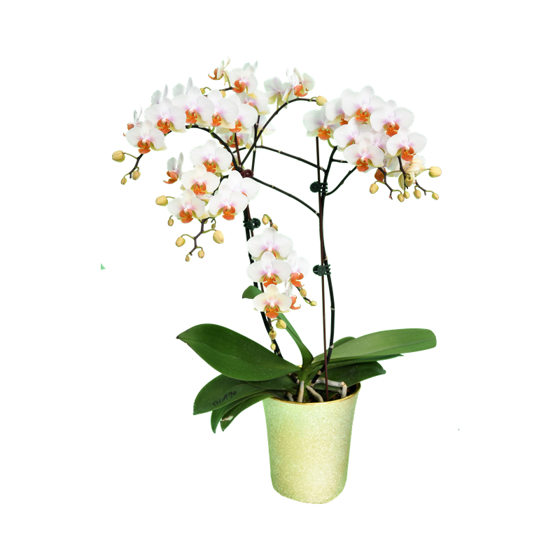 Phal. Younghome March