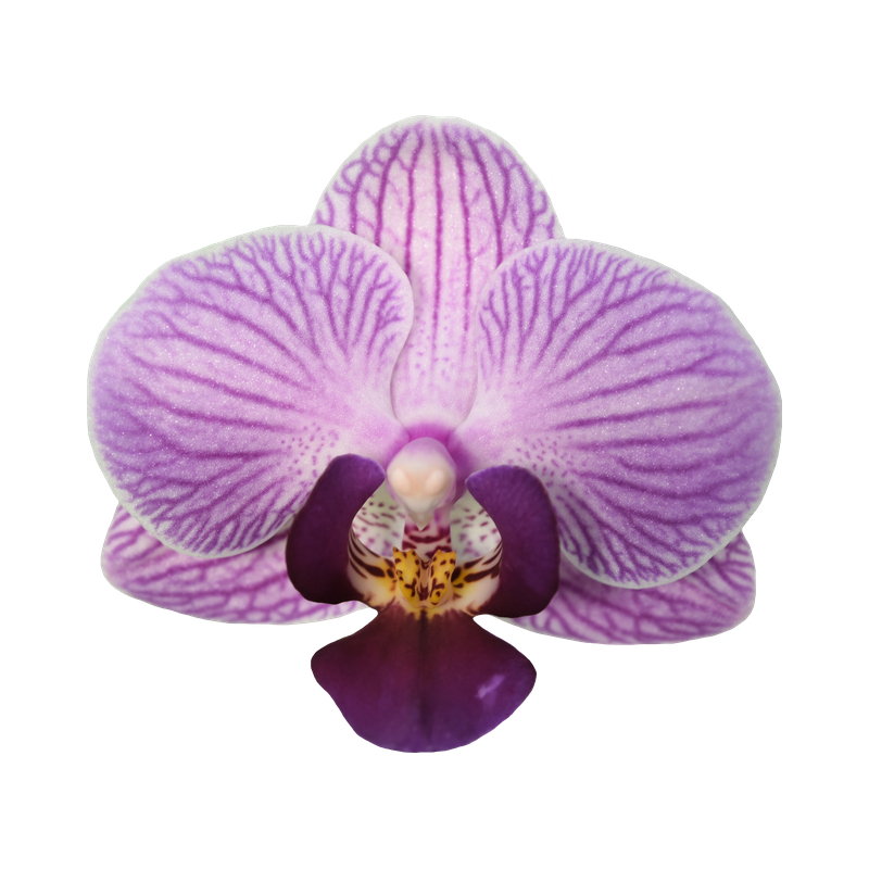 Phal. Younghome Taro Bobo