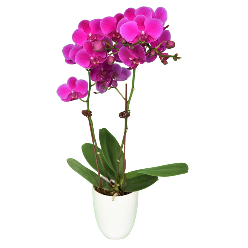 Phal. Queen Beer