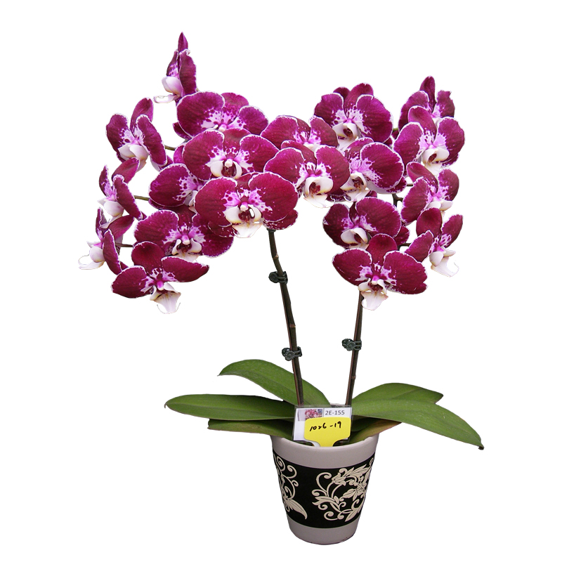 Phal. Lianher Black Pearl (2E155)