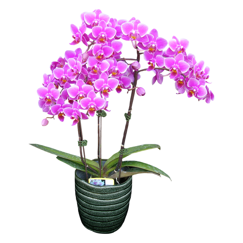 Phal. Younghome Pixie