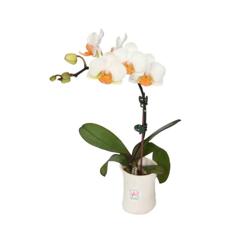Phal. Younghome March