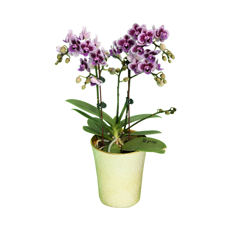 Phal. Younghome Taro Bobo