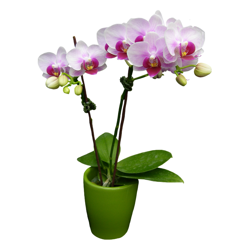 Phal. Younghome Pink Panther