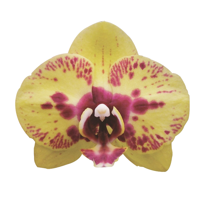 Phal. Lianher