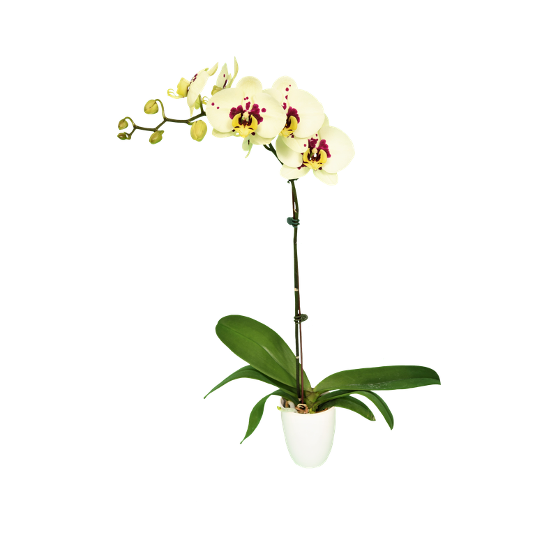 Phal. Younghome Big Panda