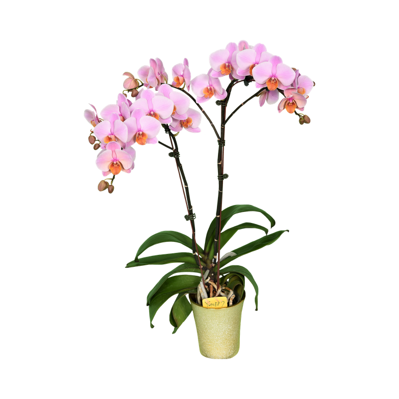 Phal. Younghome Orange Cat