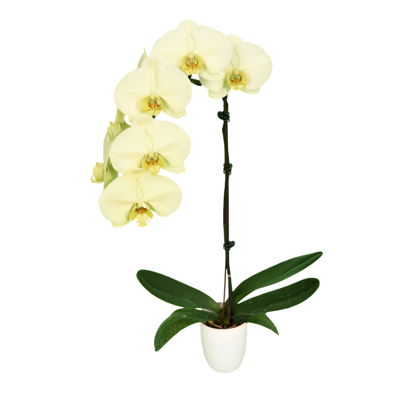 Phal. Younghome Big Panda