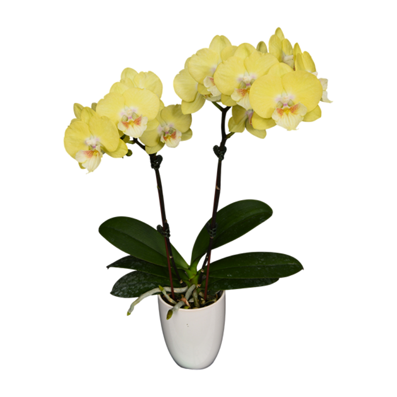 Phal. Younghome Golden Interesting