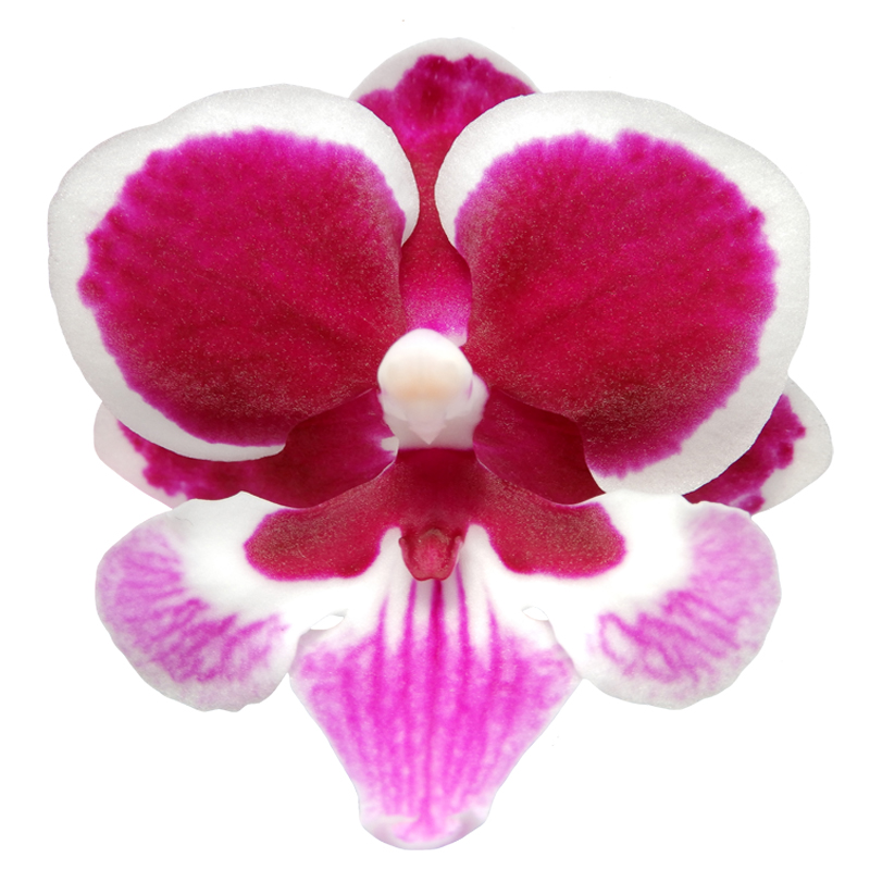 Phal. Younghome Chocolate  