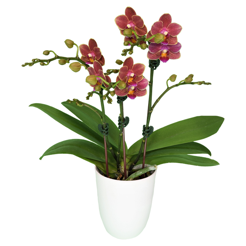 Phal. Younghome Winnie