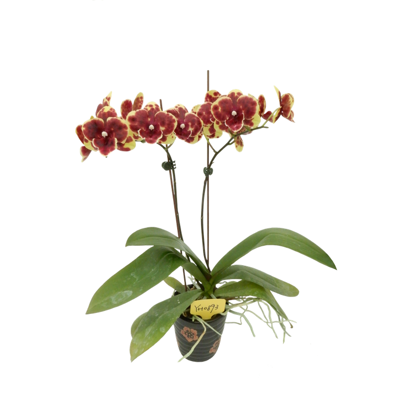 Phal. Younghome Golden Interesting