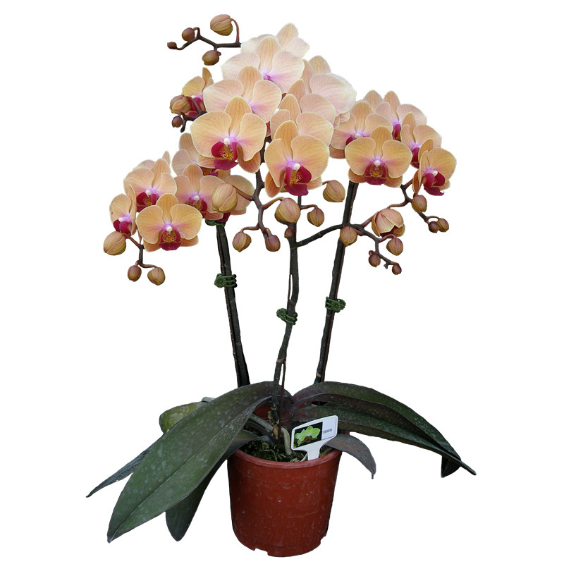 Phal. Younghome Sweety