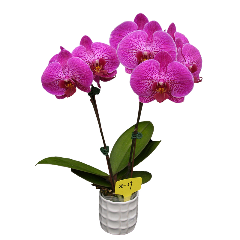 Phal. Lianher Red Apple(2E59)