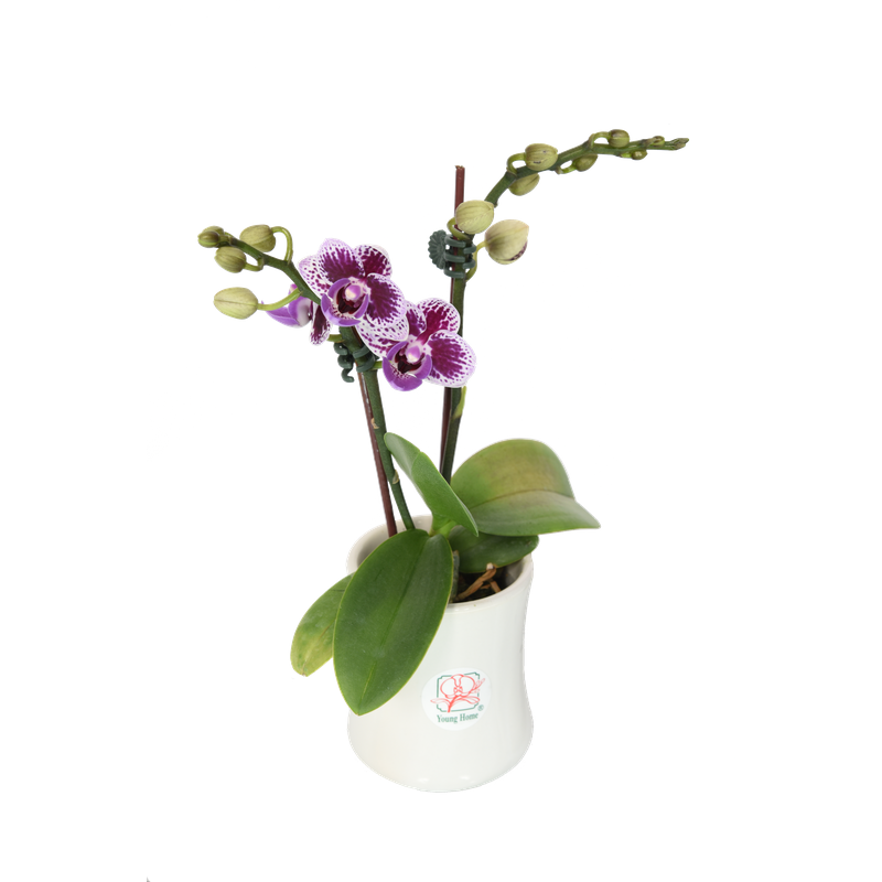 Phal. Younghome Taro Bobo