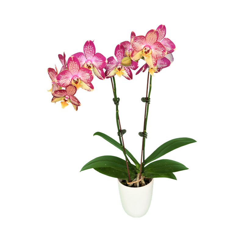 Phal. Younghome Victory Star
