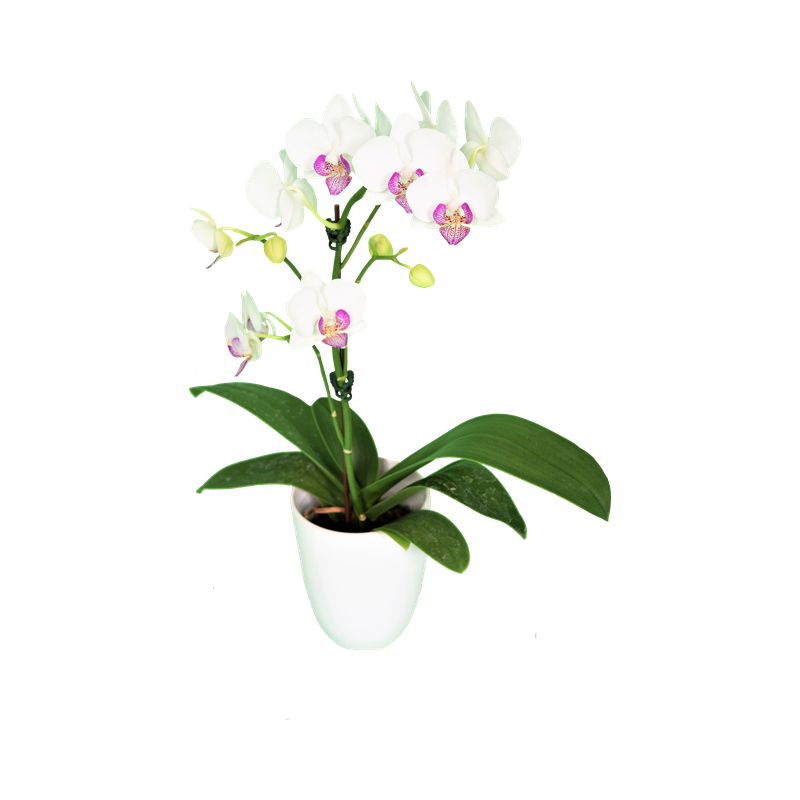 Phal. Younghome Snow Angel