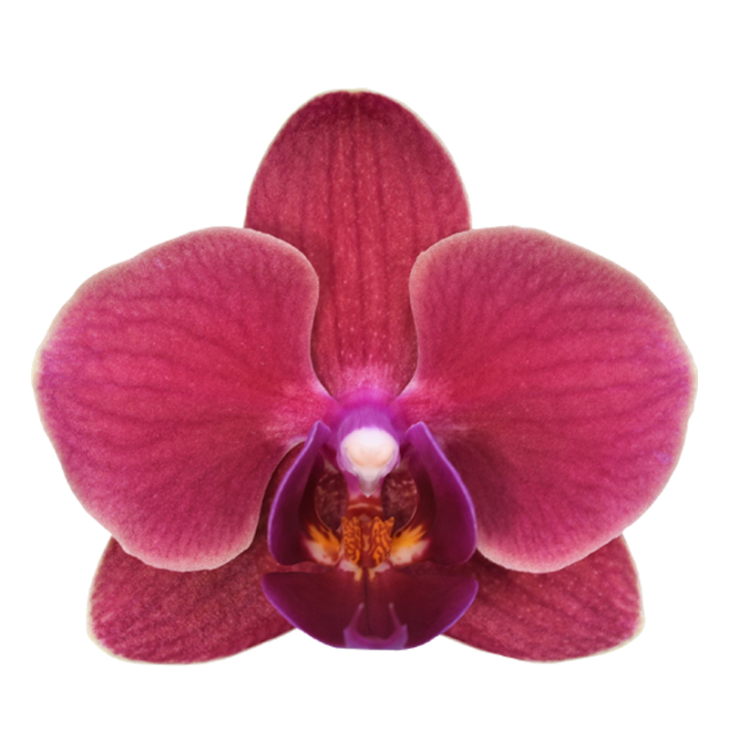 Phal. Younghome Bella
