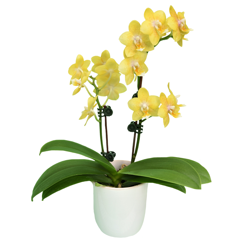 Phal. Younghome Golden Pixie