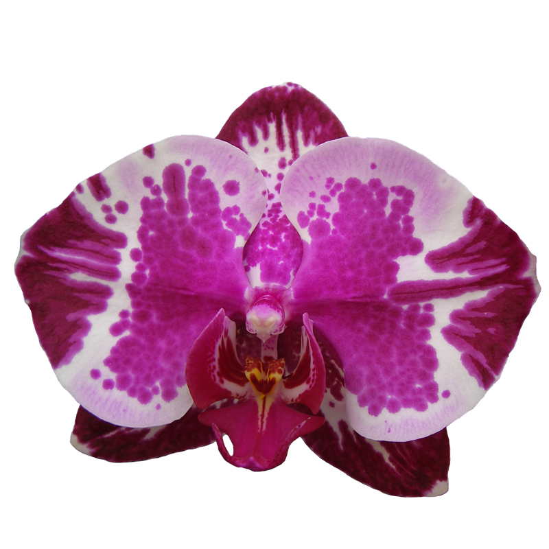 Phal. Younghome New York