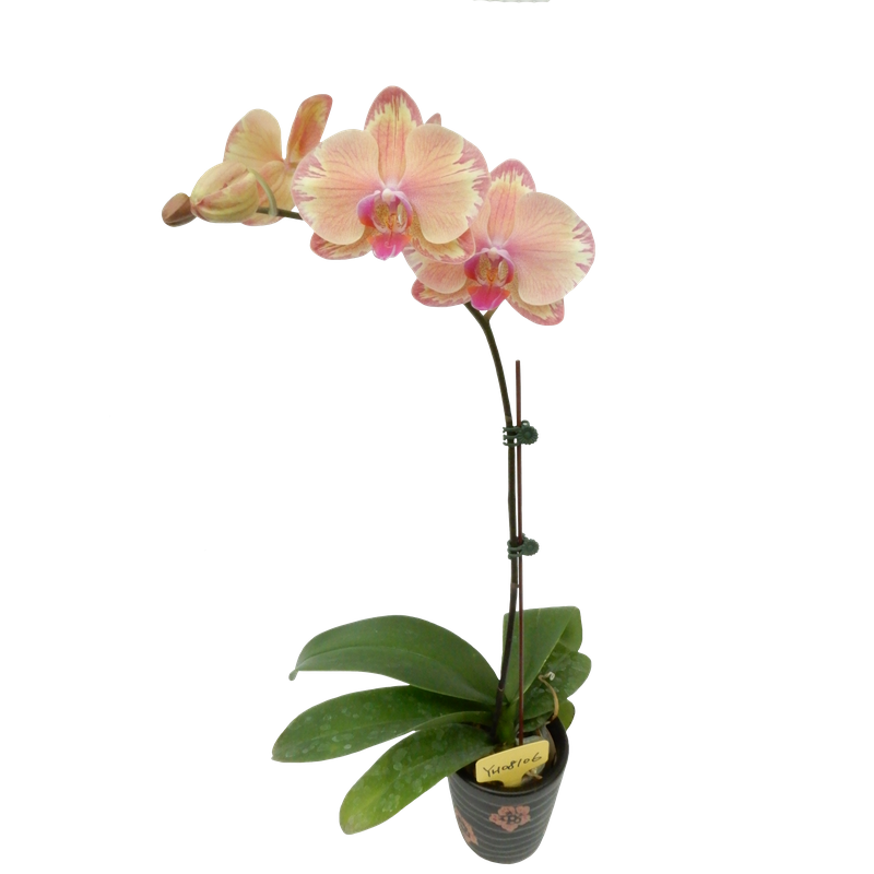 Phal. Younghome Tigran Mar