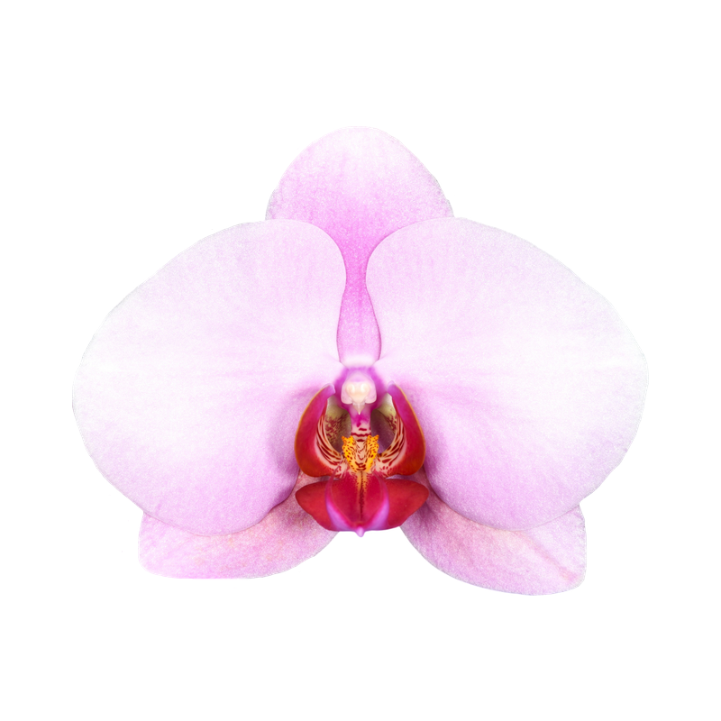Phal. Younghome Kimono