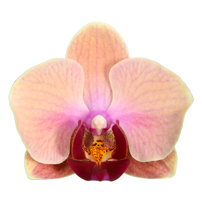 Phal. Younghome Sweety
