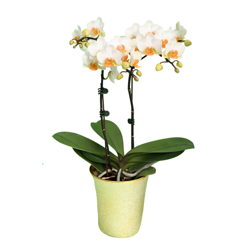 Phal. Younghome March