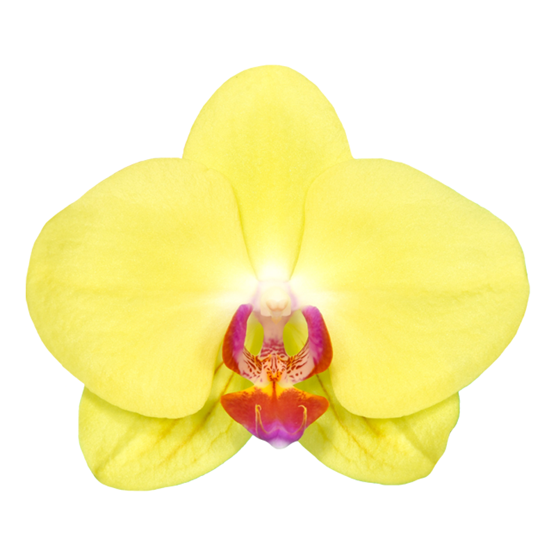 Phal. Fuller s Sunset
