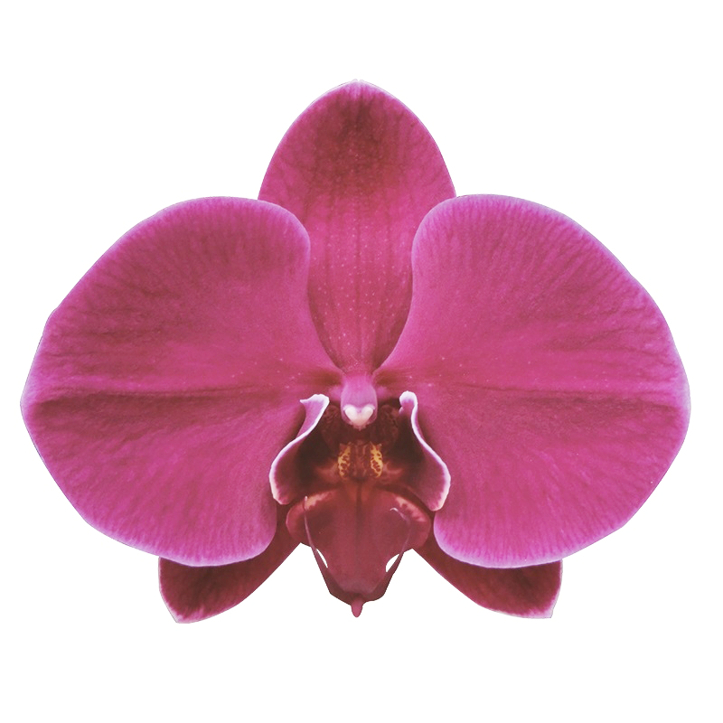 Phal. Lianher Super Red (2E147)