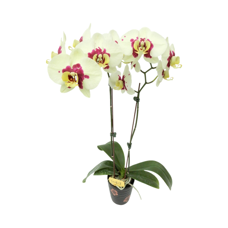 Phal. Younghome Big Panda