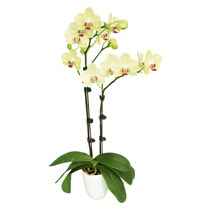 Phal. Fortune Saltzman