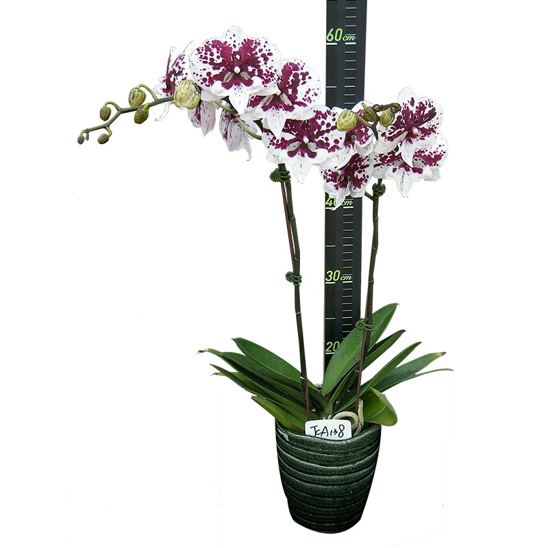 Phal. JCMaria Mar