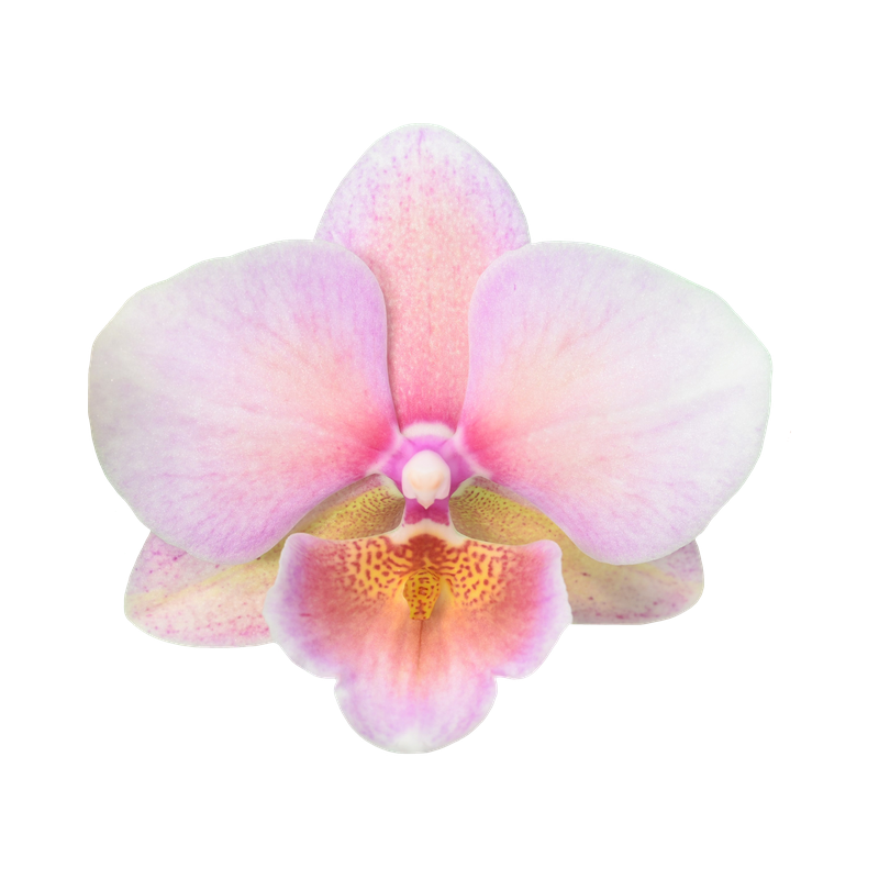 Phal. Kaleido Scope