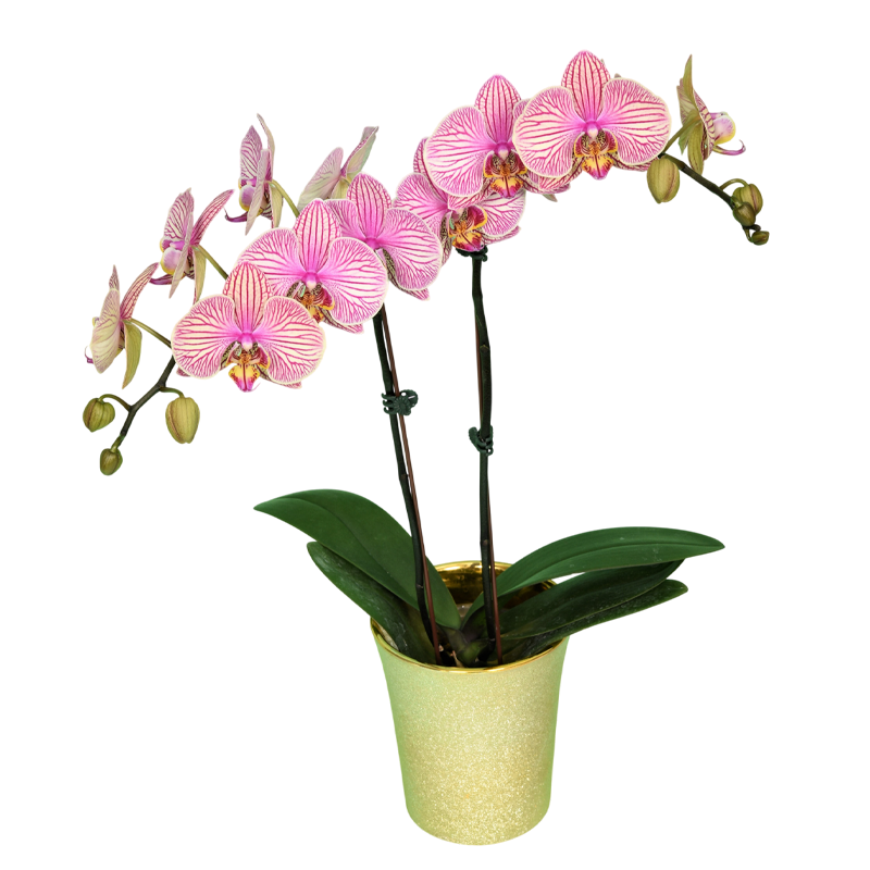 Phal. Jincheng Jupiter