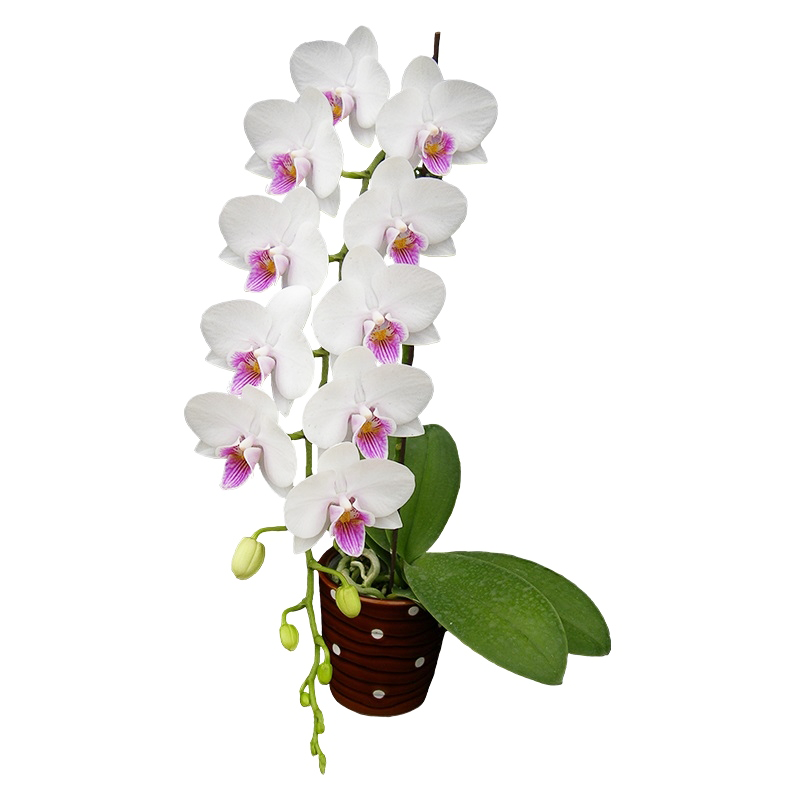 Phal. Younghome Ray
