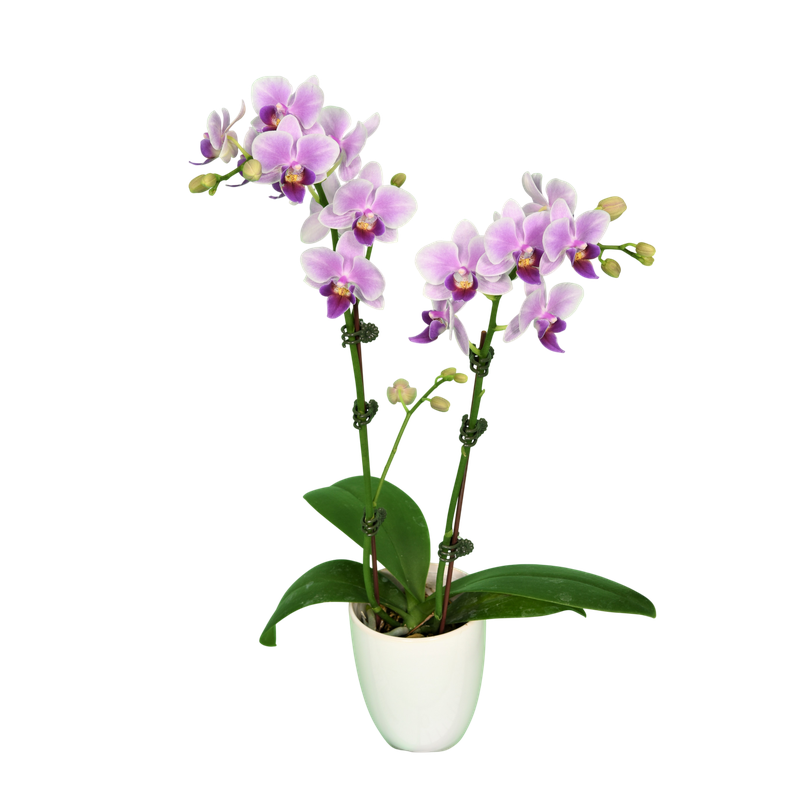 Phal. Younghome April