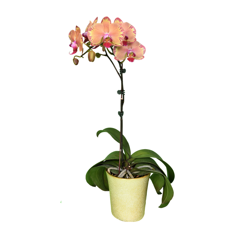 Phal. Younghome Tigran Mar