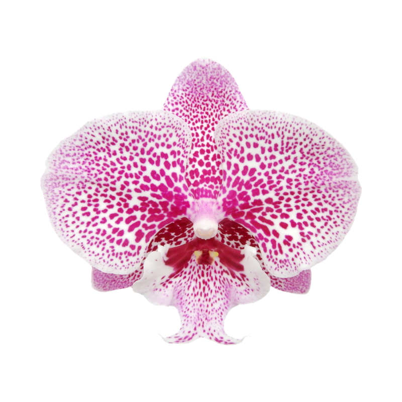 Phal. Younghome Circus