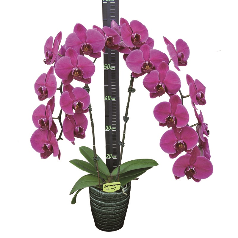 Phal. Lianher Super Red (2E147)