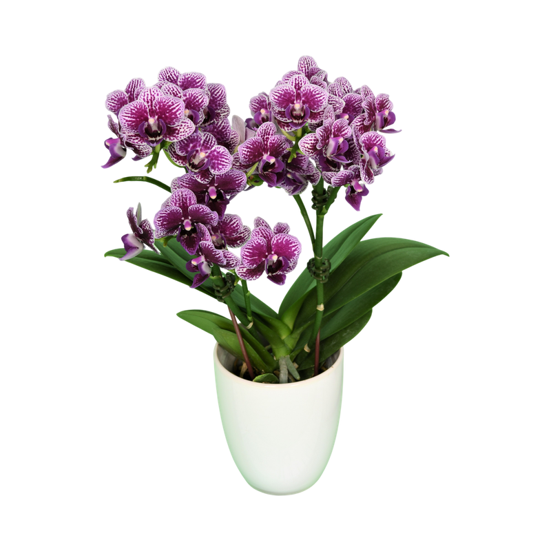 Phal. Younghome Taro Bobo