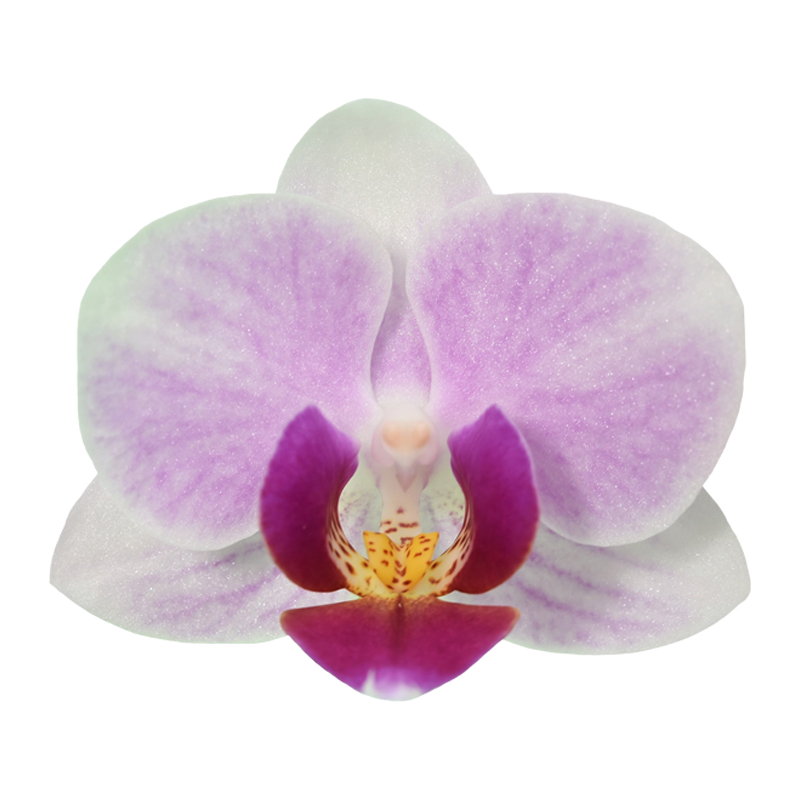 Phal. Younghome Winnie