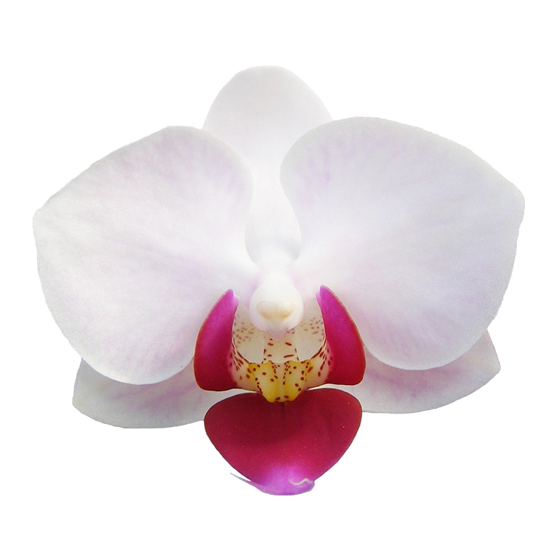 Phal. Younghome Little Spirit