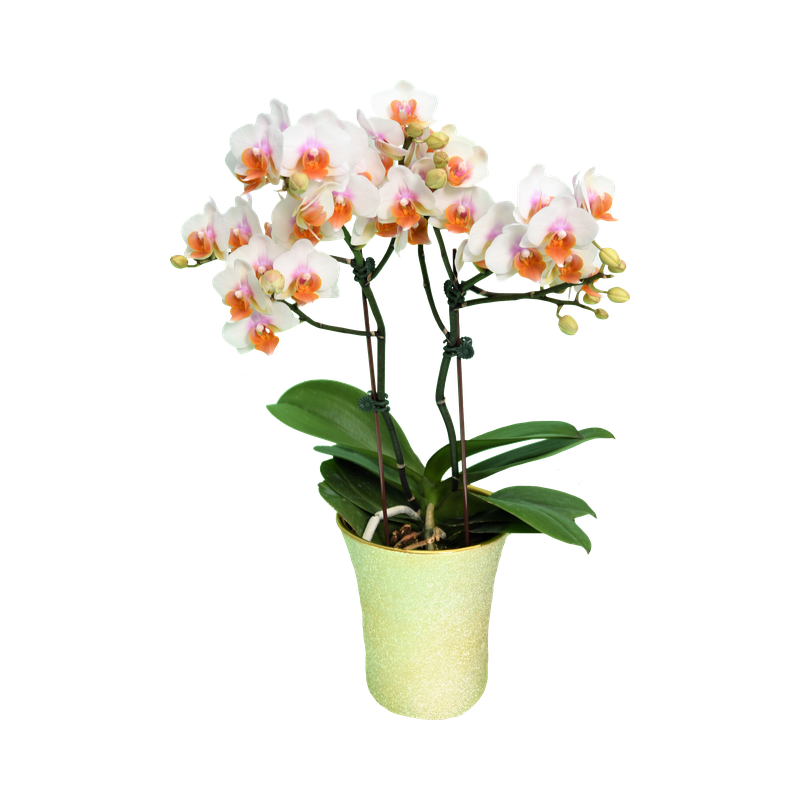 Phal. Younghome March